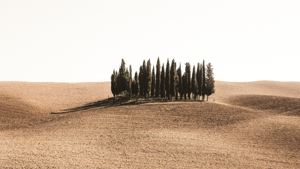 Small copse of trees.