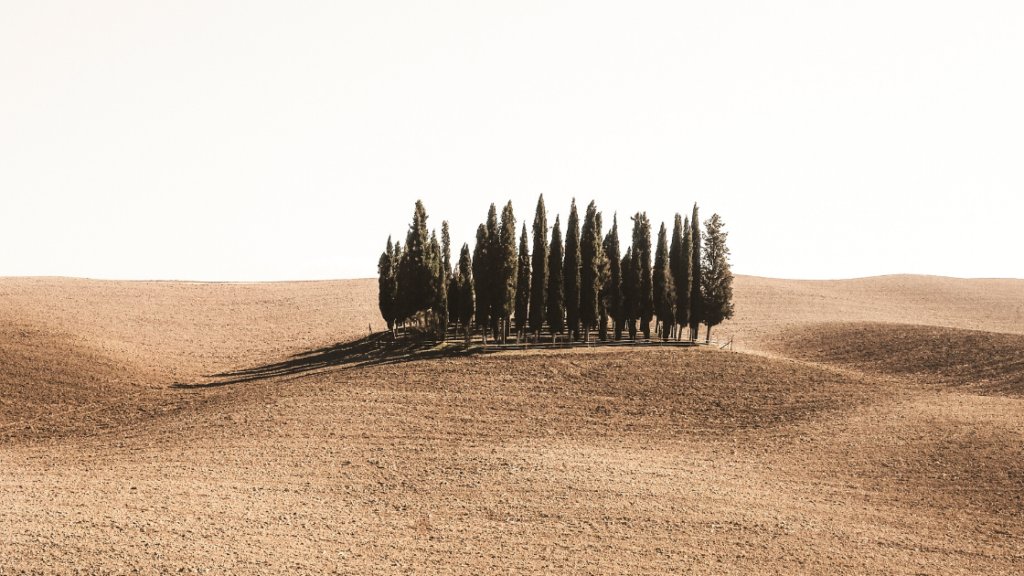 Small copse of trees. 