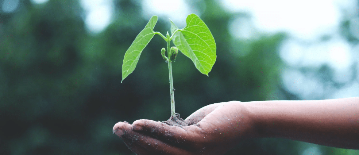 A person holding a growing plant