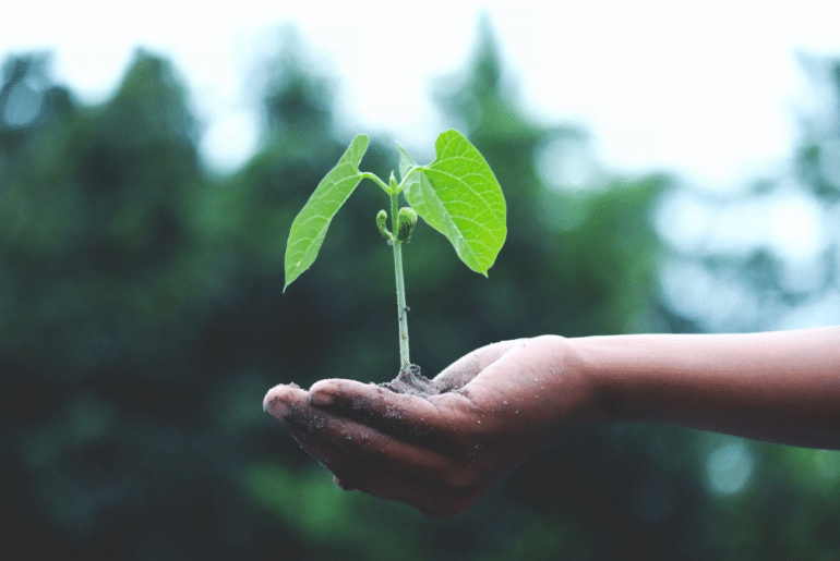 A person holding a growing plant