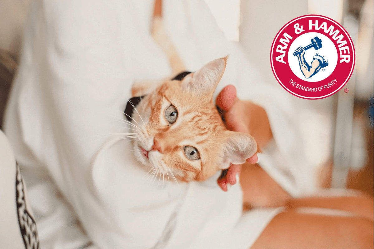 ARM & HAMMER logo on top of a photo of a cat staring at camera