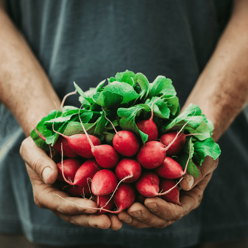 Handful of fresh radishes